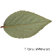 Blatt Unterseite (Burkwood Viburnum)