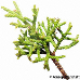 Blatt Oberseite (Phoenician Juniper)