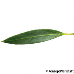 Blatt Oberseite (False Olive)