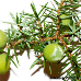 Blatt Oberseite (Prickly Juniper, Cade Juniper, Prickly Cedar)