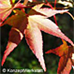 Blätter (Japanese Maple)