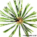 Blatt Oberseite (Austrian Pine, European Black Pine)
