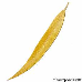 Blatt Herbst (Golden Weeping Willow)