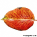 Blatt Herbst (Common Pear, Wild Pear)