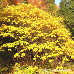 Herbst (Bottlebrush Buckeye)