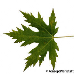 Blatt Oberseite (Silver Maple)