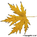 Blatt Herbst (Silver Maple)