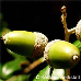 Früchte (Holm Oak, Holly Oak, Evergreen Oak)