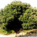 Erscheinungsbild (Holm Oak, Holly Oak, Evergreen Oak)