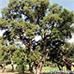 Erscheinungsbild (Cork Oak)