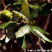 Blätter (Cork Oak)
