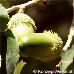 Früchte (Cork Oak)