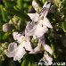 Blüten (Rosemary)