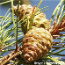 Früchte (Corsican Pine, Calabrian Pine)