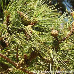 Blätter (Corsican Pine, Calabrian Pine)