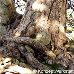 Rinde (Corsican Pine, Calabrian Pine)
