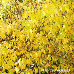 Herbst (Japanese Yellow Rose, Japanese Kerria)
