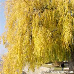 Herbst (Golden Weeping Willow)