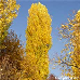 Herbst (Lombardy Poplar)