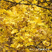 Herbst (Field Maple, Common Maple, Hedge Maple)