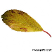 Blatt Herbst (Blackthorn, Sloe)