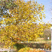 Herbst (Common walnut)