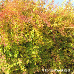 Herbst (Border Forsythia)