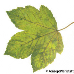 Blatt Oberseite (Sycamore)