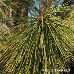 Blätter (Bhutan Pine, Blue Pine)
