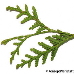 Blatt Oberseite (American Arborvitae, White Cedar)