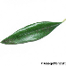 Blatt Oberseite (Olive)