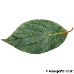 Blatt Oberseite (Date-Plum)