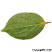 Blatt Unterseite (Date-Plum)