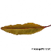 Blatt Herbst (Cherry Laurel)
