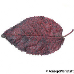 Blatt Oberseite (Cherry Plum, Purple Leaf Plum)