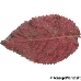 Blatt Unterseite (Cherry Plum, Purple Leaf Plum)