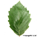 Blatt Oberseite (Grey Alder)