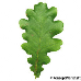 Blatt Oberseite (Common Oak, English Oak, Pedunculate Oak)