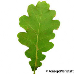 Blatt Unterseite (Common Oak, English Oak, Pedunculate Oak)