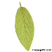 Blatt Unterseite (Leatherleaf Viburnum)