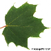 Blatt Oberseite (Norway Maple)