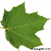 Blatt Unterseite (Norway Maple)