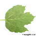 Blatt Unterseite (Common Snowball, European Snowball, Guelder Rose)