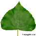 Blatt Oberseite (Black Poplar)