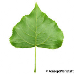 Blatt Unterseite (Lombardy Poplar)