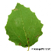 Blatt Unterseite (Common Aspen)