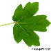 Blatt Unterseite (Field Maple, Common Maple, Hedge Maple)