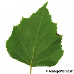 Blatt Unterseite (Silver Birch)