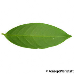 Blatt Unterseite (Cherry Laurel)