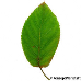 Blatt Oberseite (Serviceberry, Snowy Mespilus, June Berry)